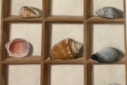 Sarah Bird, “Shell Collection I” oil on panel, 10 x 10”, $2,100.00